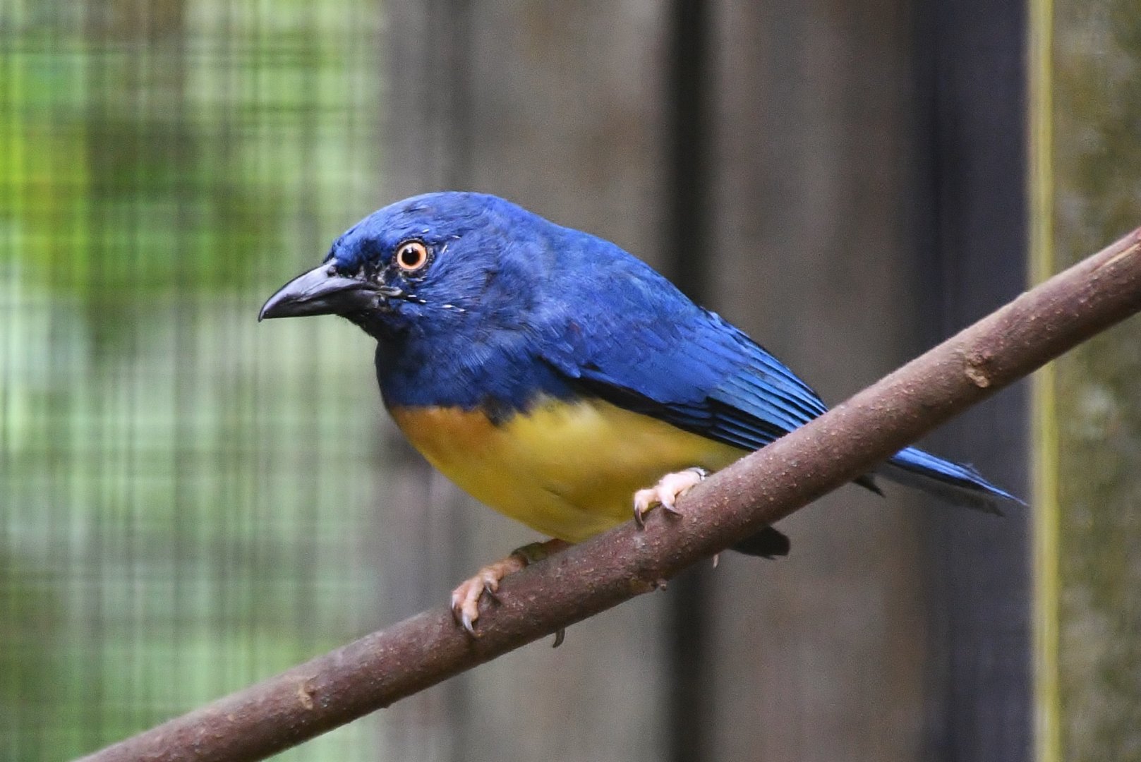 Blue-backed Tanager (Cyanicterus cyanicterus)