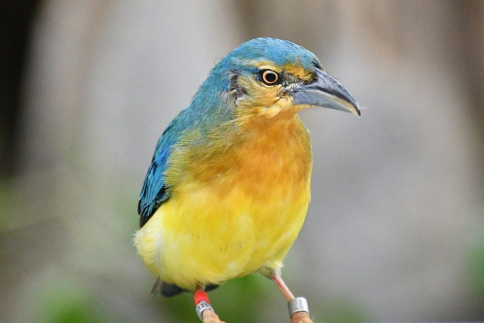 Blue-backed Tanager (Cyanicterus cyanicterus)
