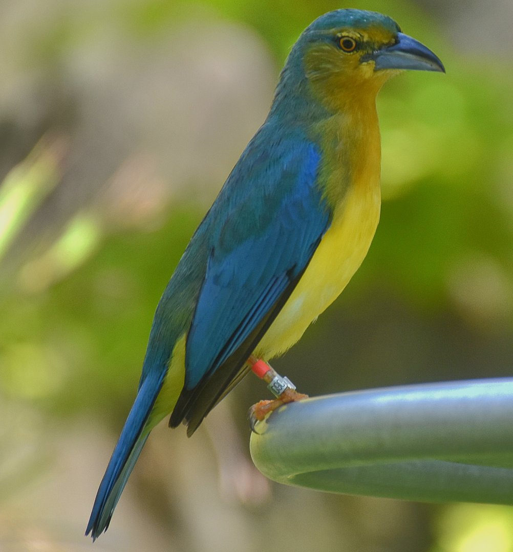 Blue-backed Tanager (Cyanicterus cyanicterus)