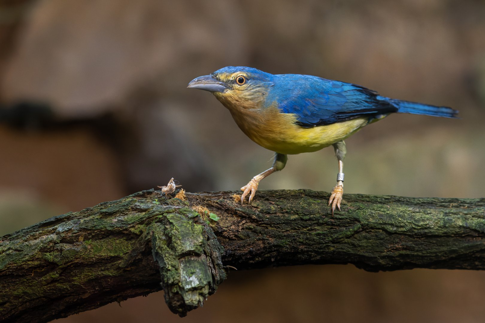 Blue-backed tanager (Cyanicterus cyanicterus)