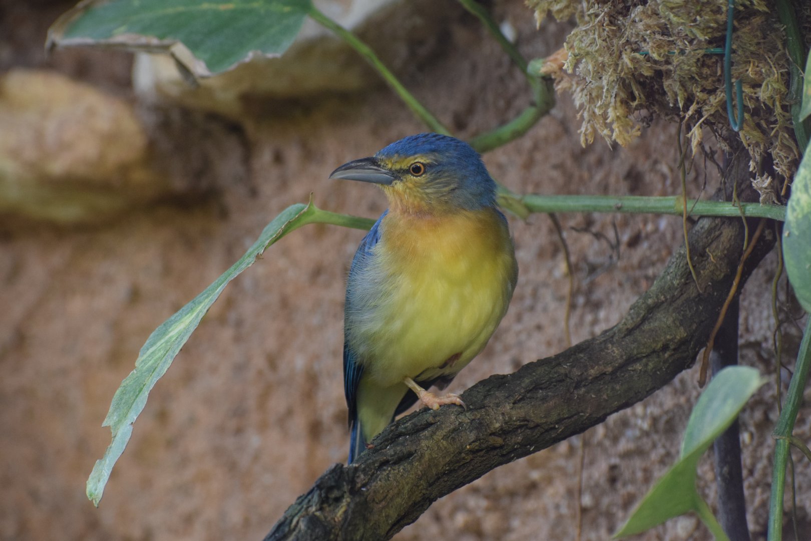 Blue-backed tanager