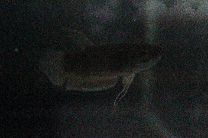 Blue band betta (Betta enisae) - PCBA