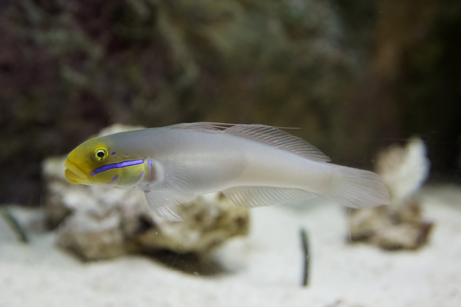 Blue-Band Goby/ Valenciennea strigata