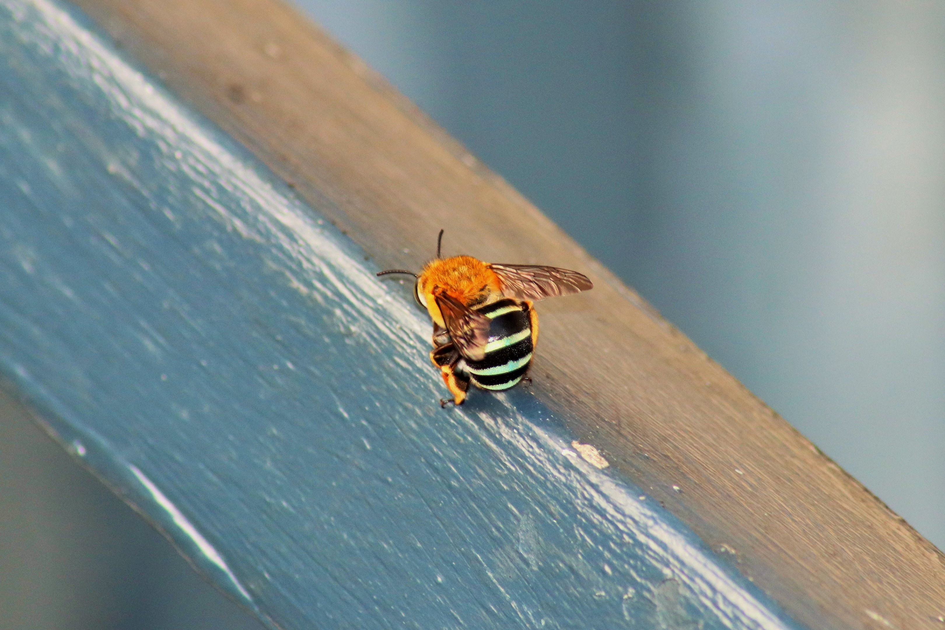 Blue-banded Bee (Amegilla cingulata)