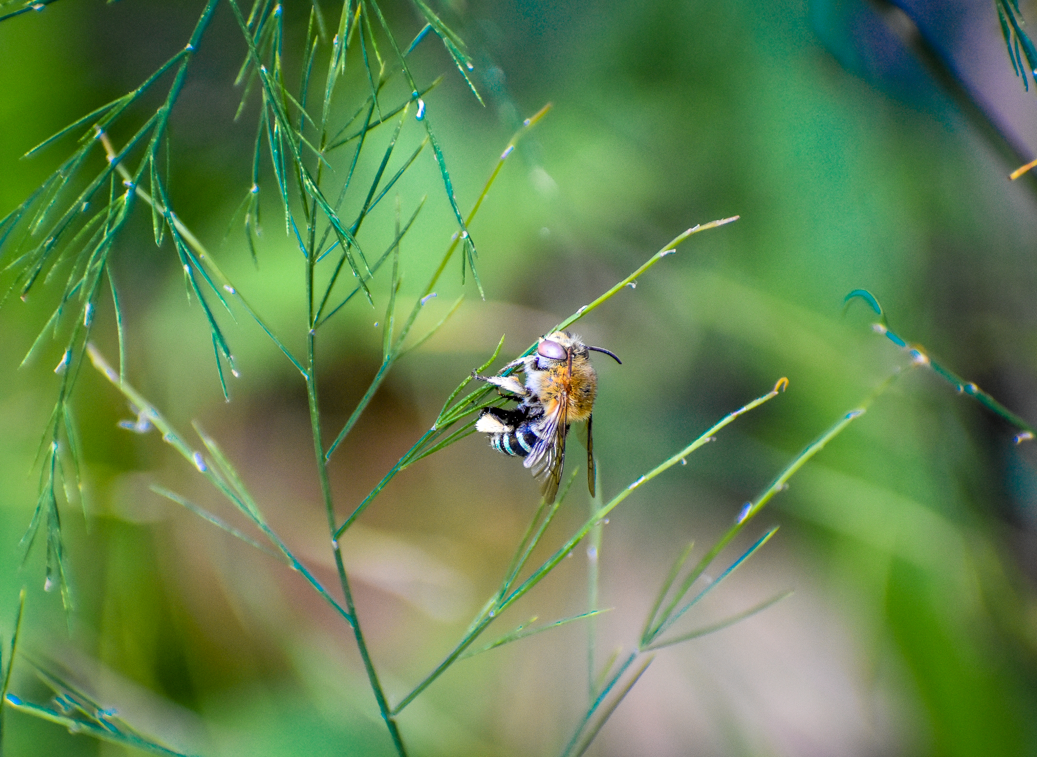 Blue-banded Bee, Amegilla cingulata