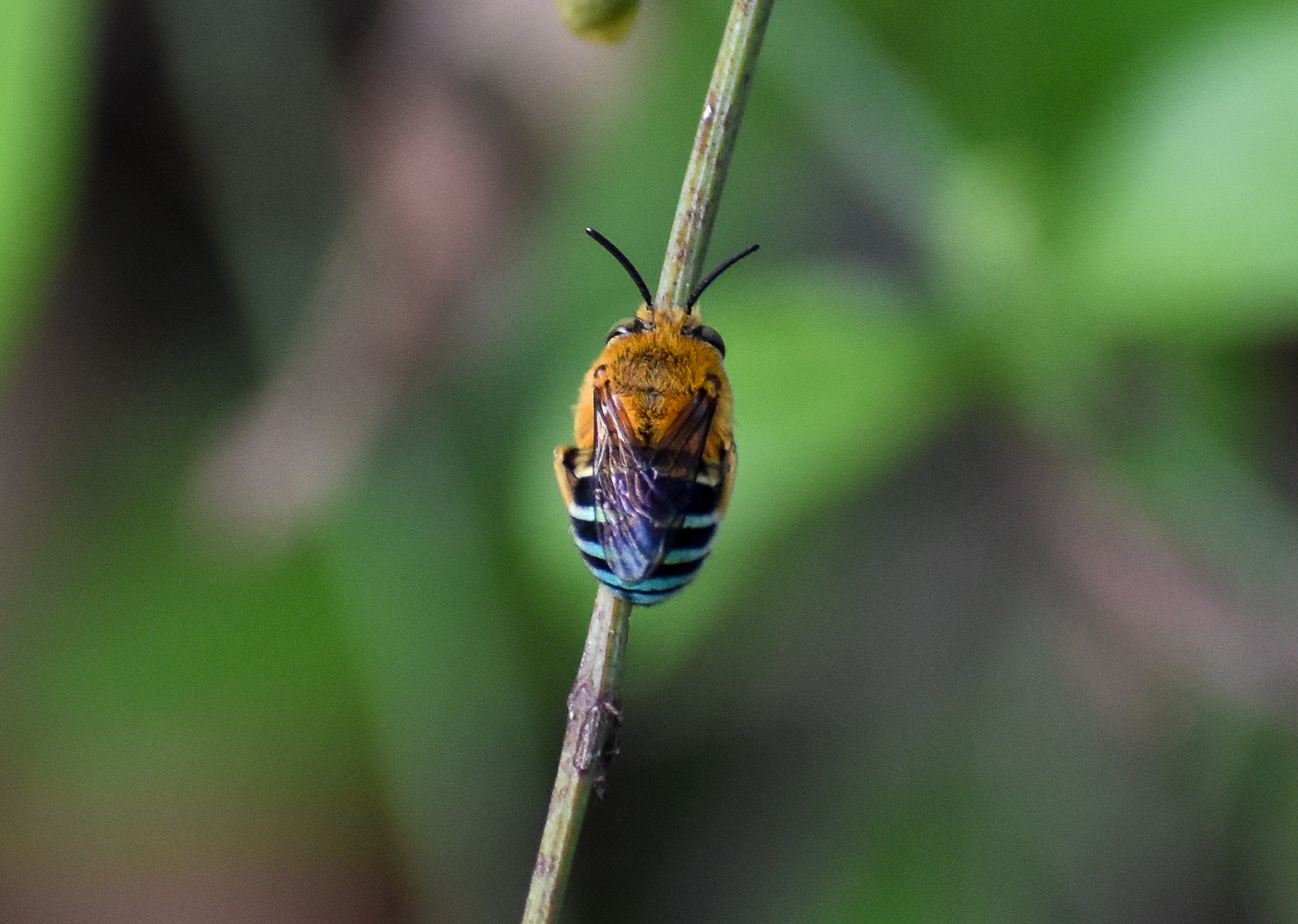 Blue-banded Bee, Amegilla cingulata