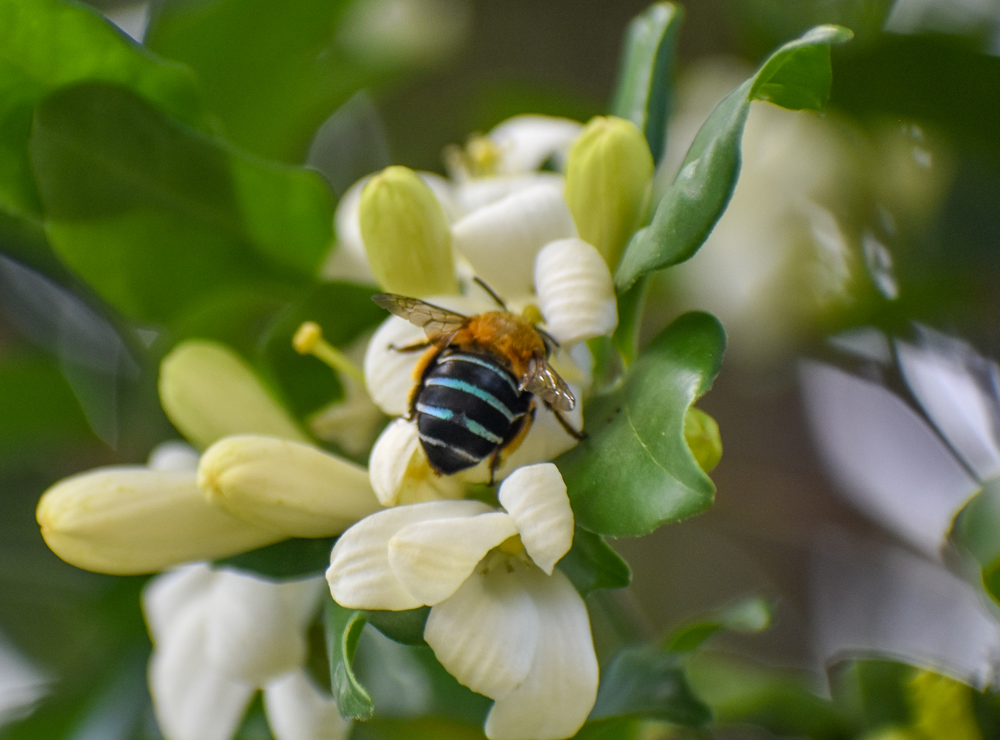 Blue-banded Bee