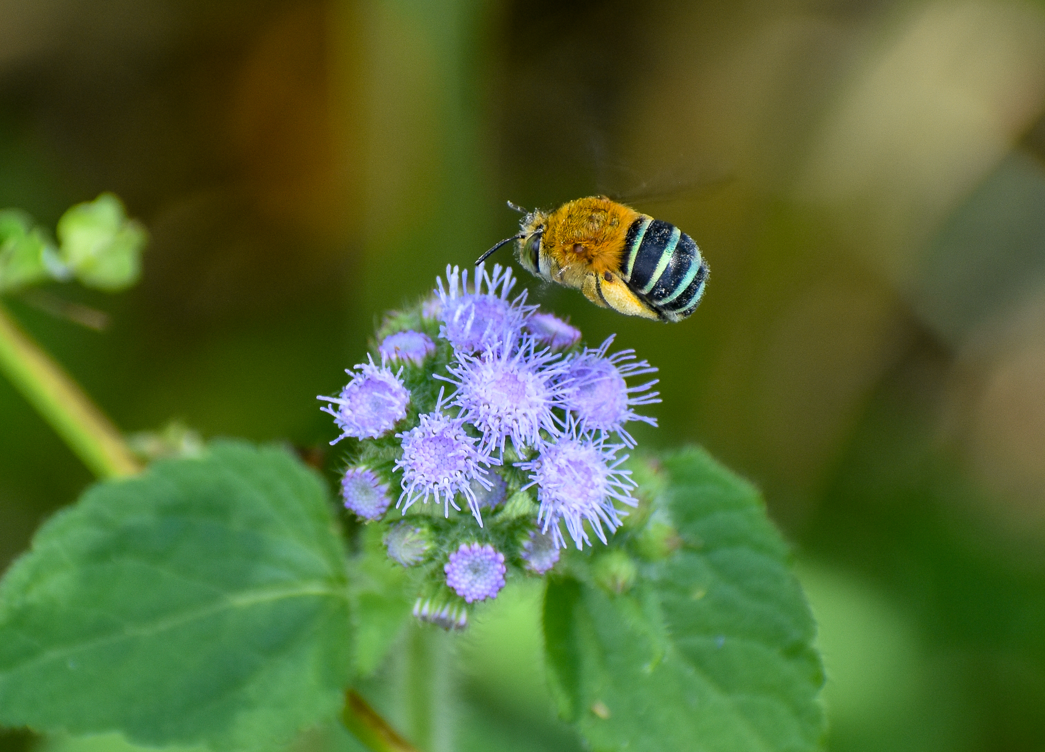 Blue-banded Bee