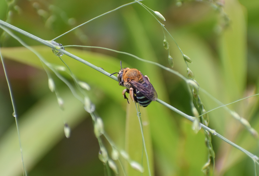 Blue-banded Bee