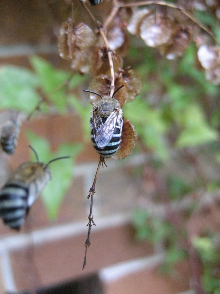 Blue-Banded Bees