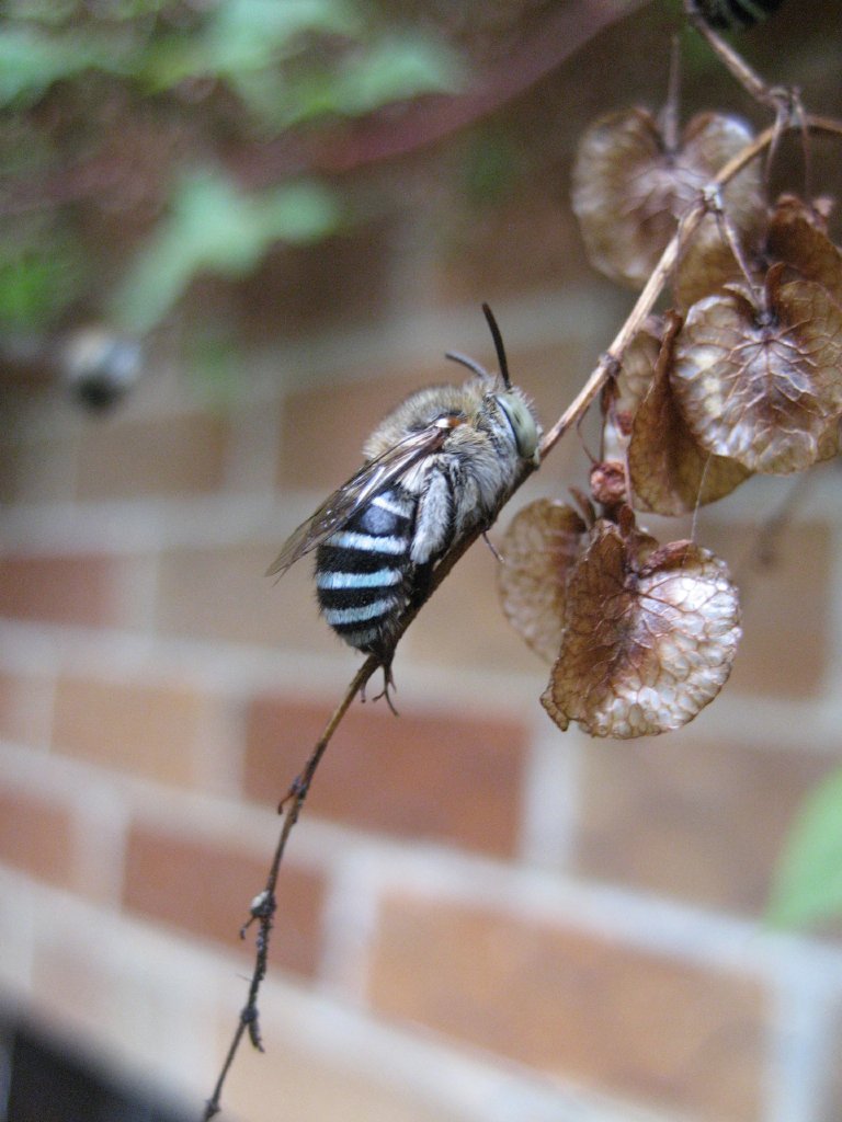 Blue-Banded Bees