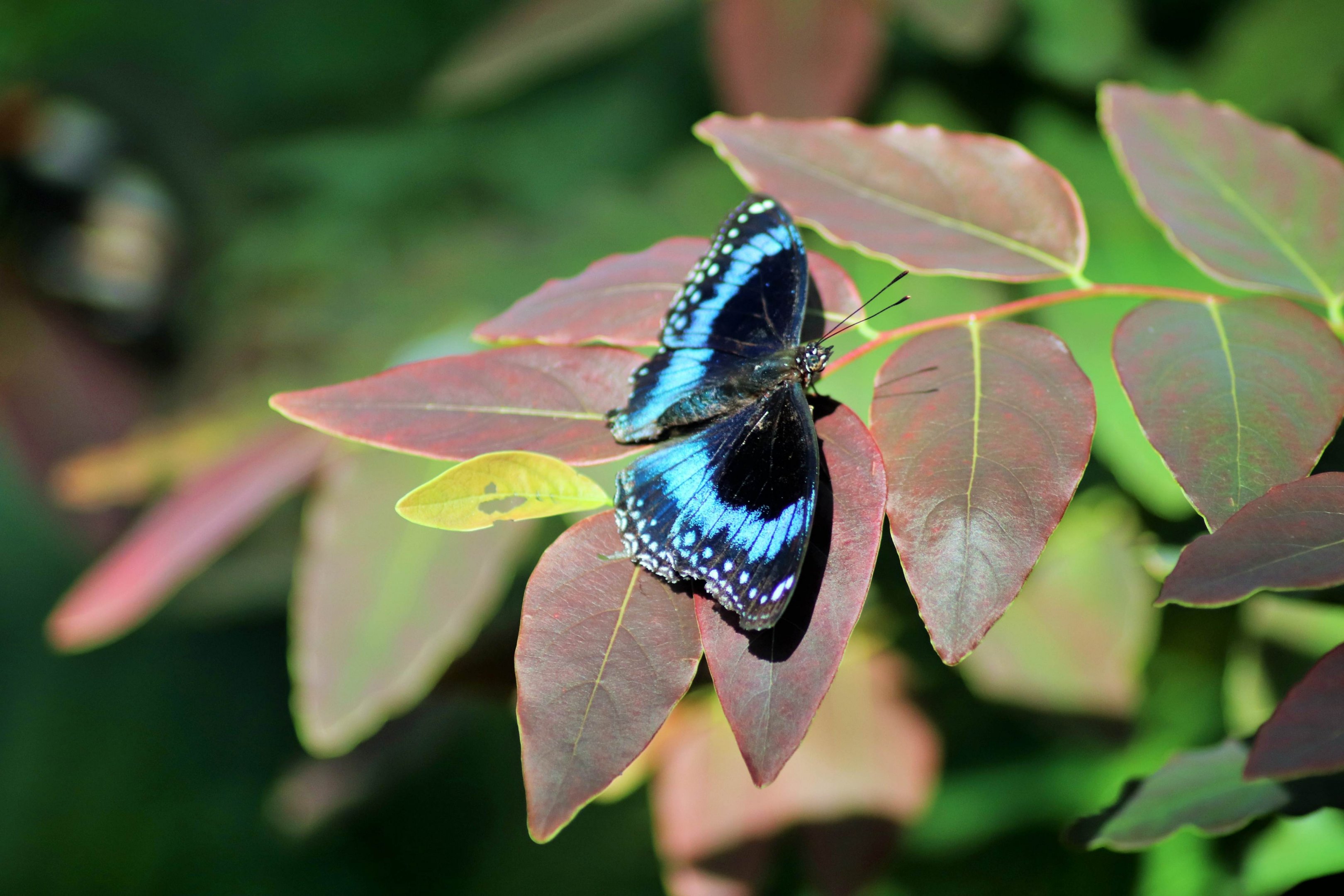 Blue Banded Eggfly (Hypolimnas alimena)
