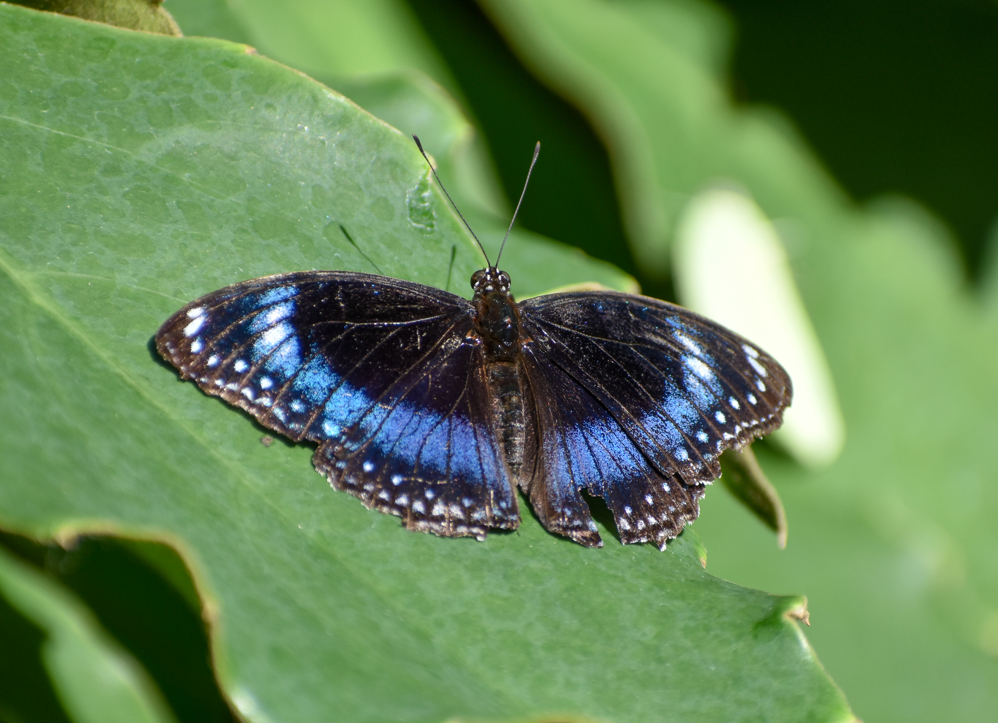 Blue-banded Eggfly