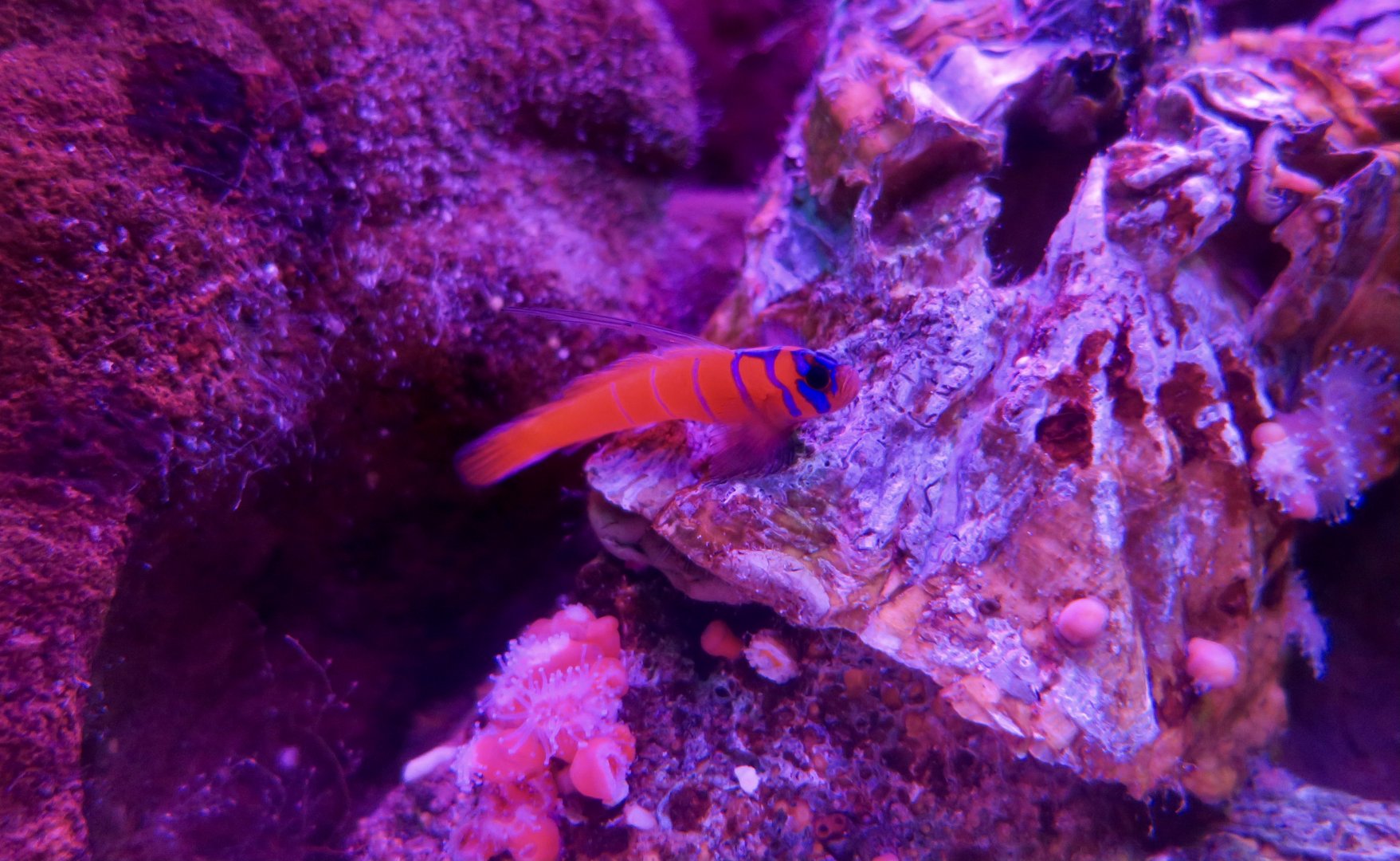 Blue-Banded Goby (Lythrypnus dalli)