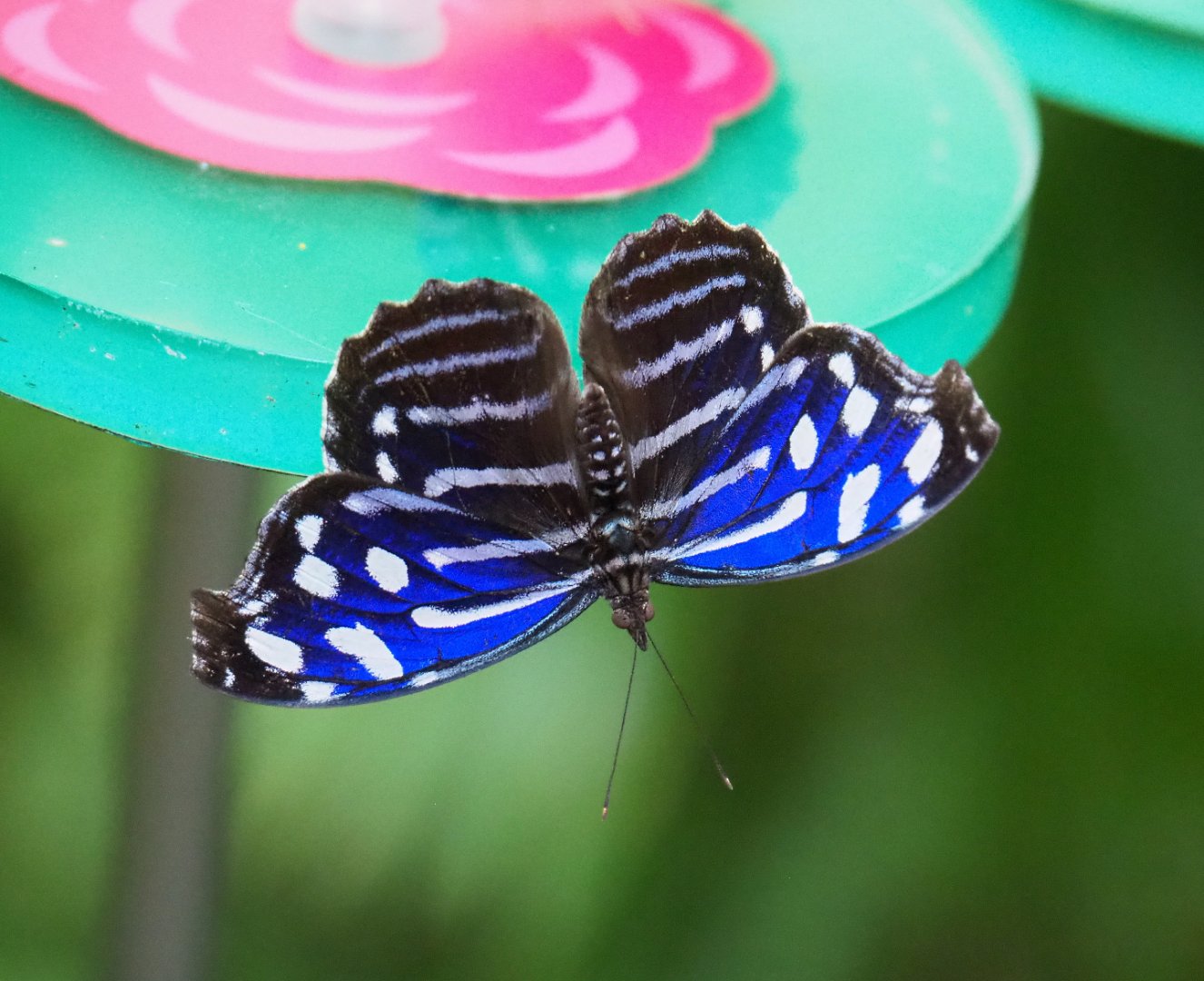 Blue-banded purplewing (Myscelia cyaniris), 2019-09-21