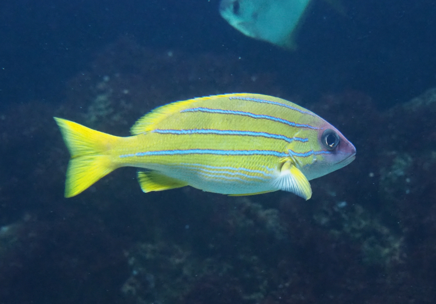 Blue-banded snapper (Lutjanus kasmira), 2019-04-20
