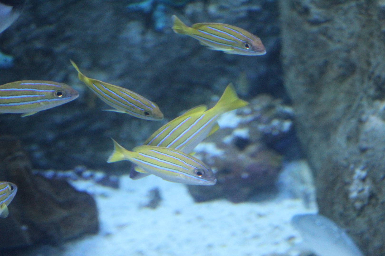 Blue-Banded Snappers