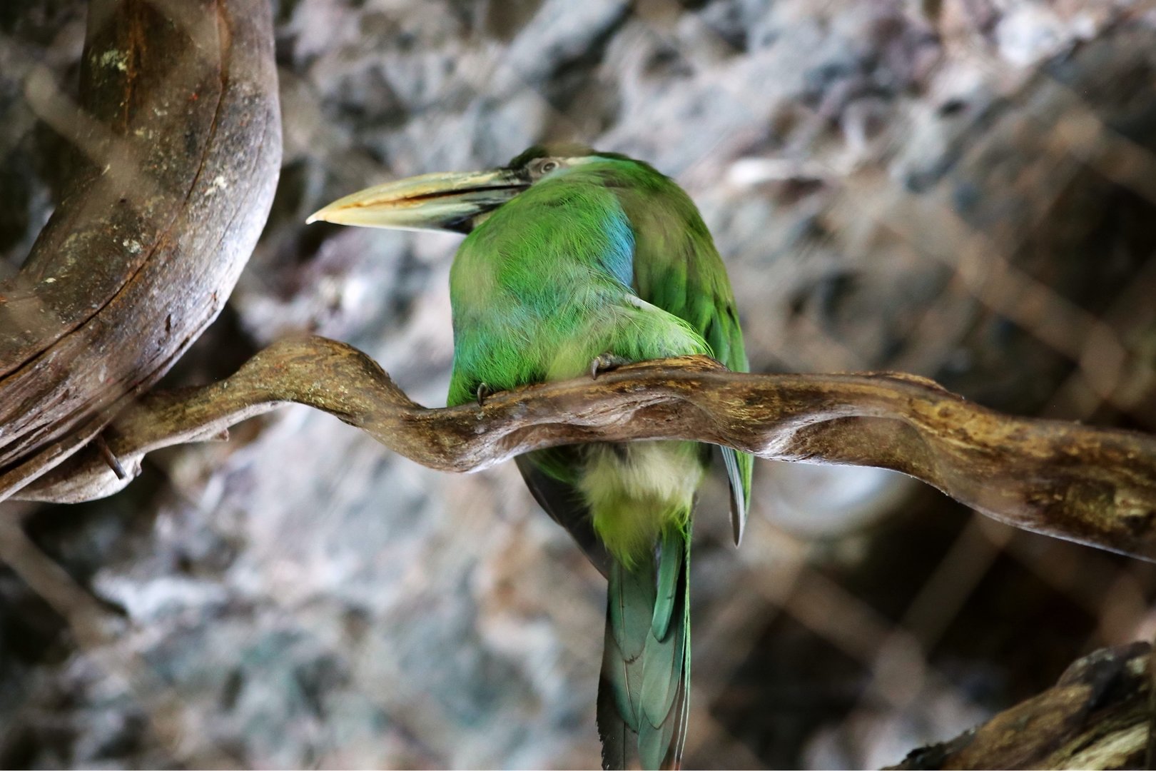 Blue-banded Toucanet (Aulacorhynchus coeruleicinctis), May 2018