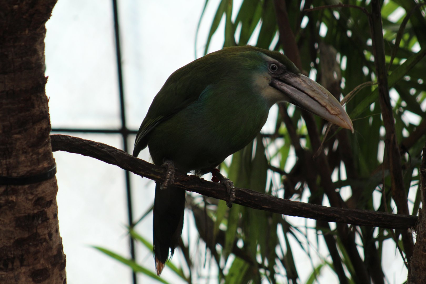 Blue-Banded Toucanet