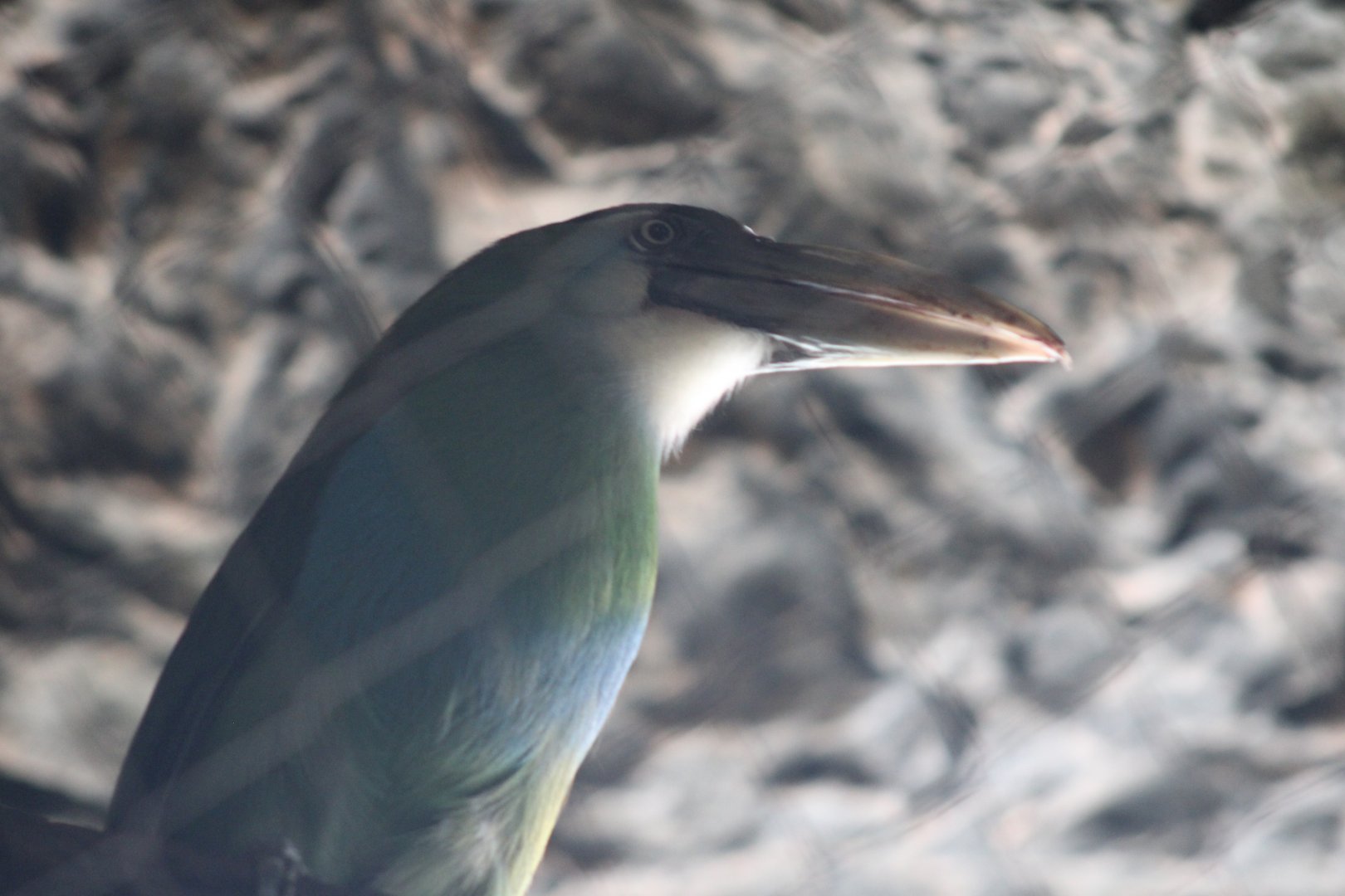 Blue-banded Toucanet