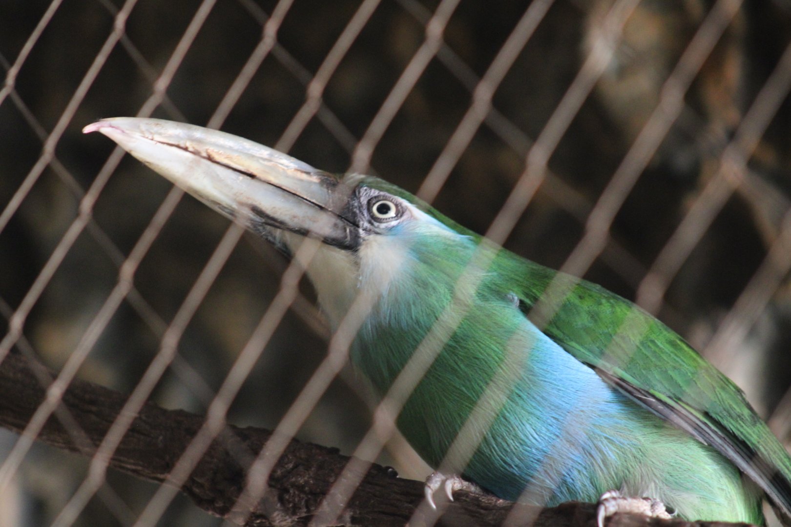 Blue-banded Toucanet