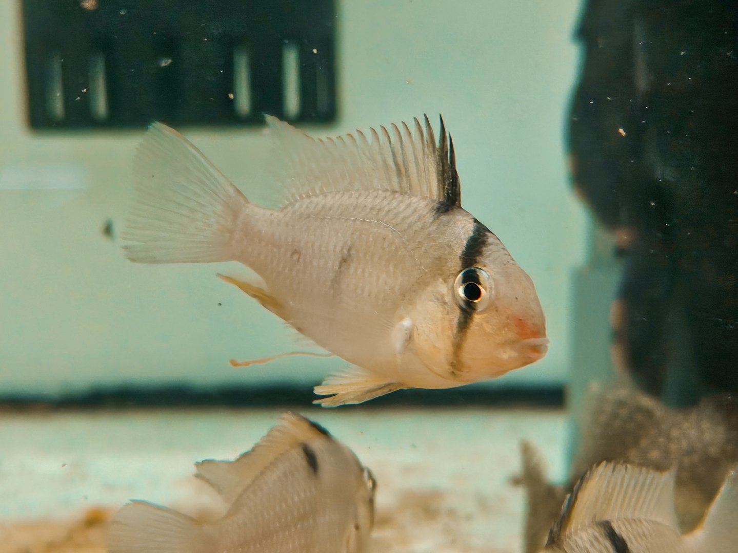 Blue Bandit Eartheater (Guianacara owroewefi)