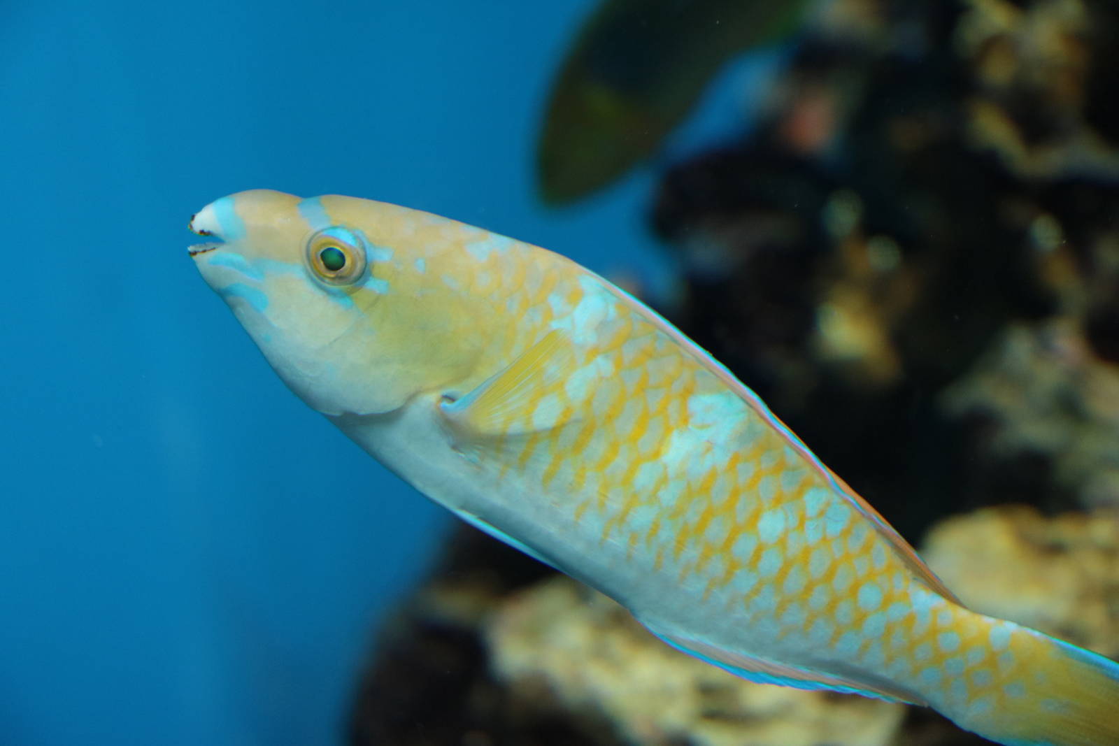Blue-barred parrotfish, February 2016