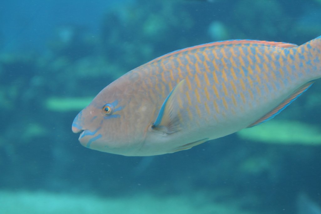 Blue-barred ParrotFish (initial phase)