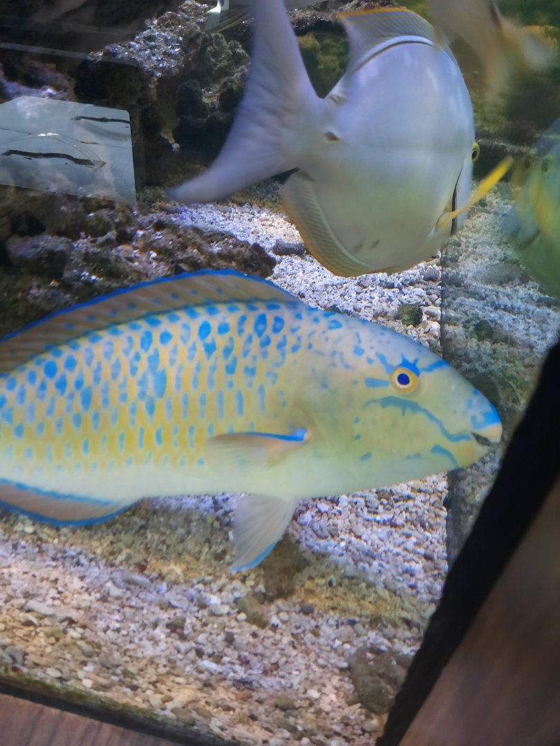 blue-barred parrotfish (scarus ghobban)