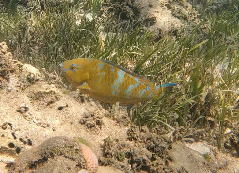 Blue-barred Parrotfish (Scarus ghobban)