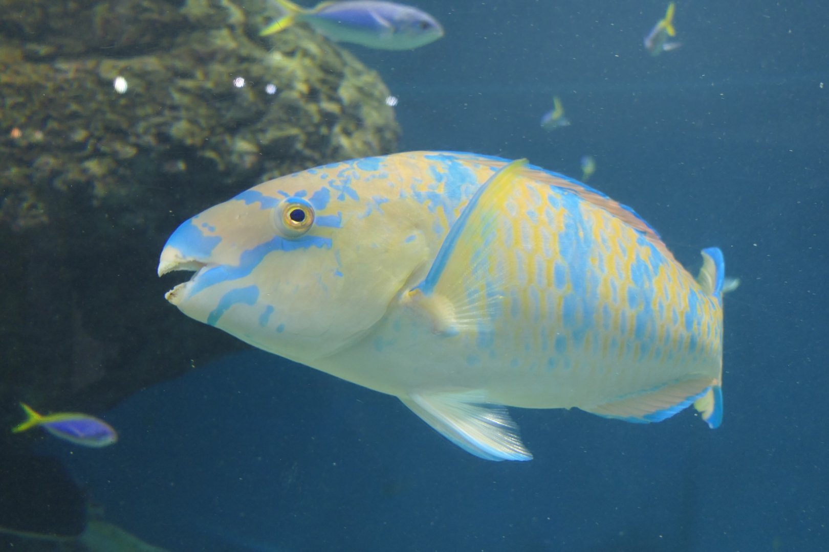 Blue-barred Parrotfish (Scarus ghobban)