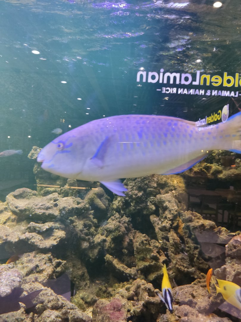 Blue-barred parrotfish