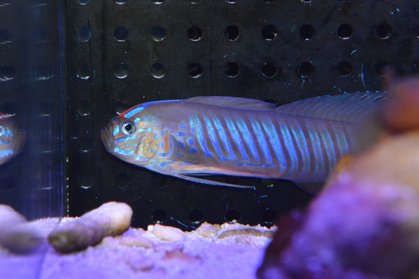 Blue-barred ribbon goby (Oxymetopon cyanoctenosum)