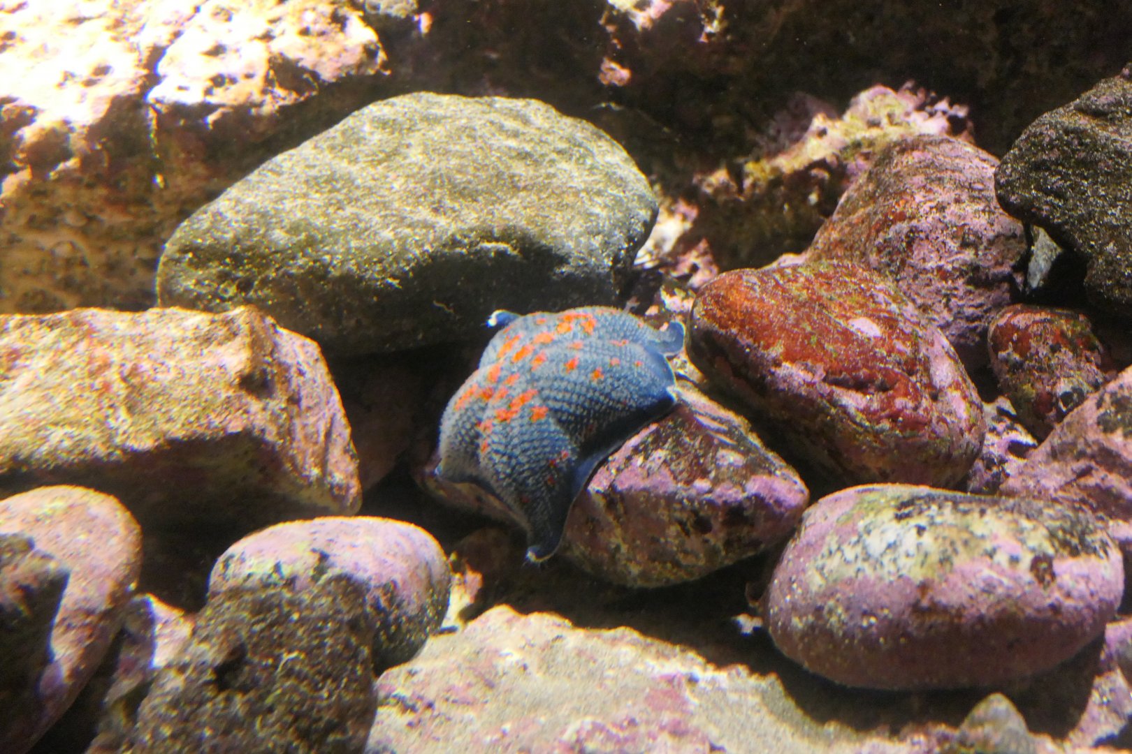 Blue Bat Star (Patiria pectinifera) - Uozu Aquarium