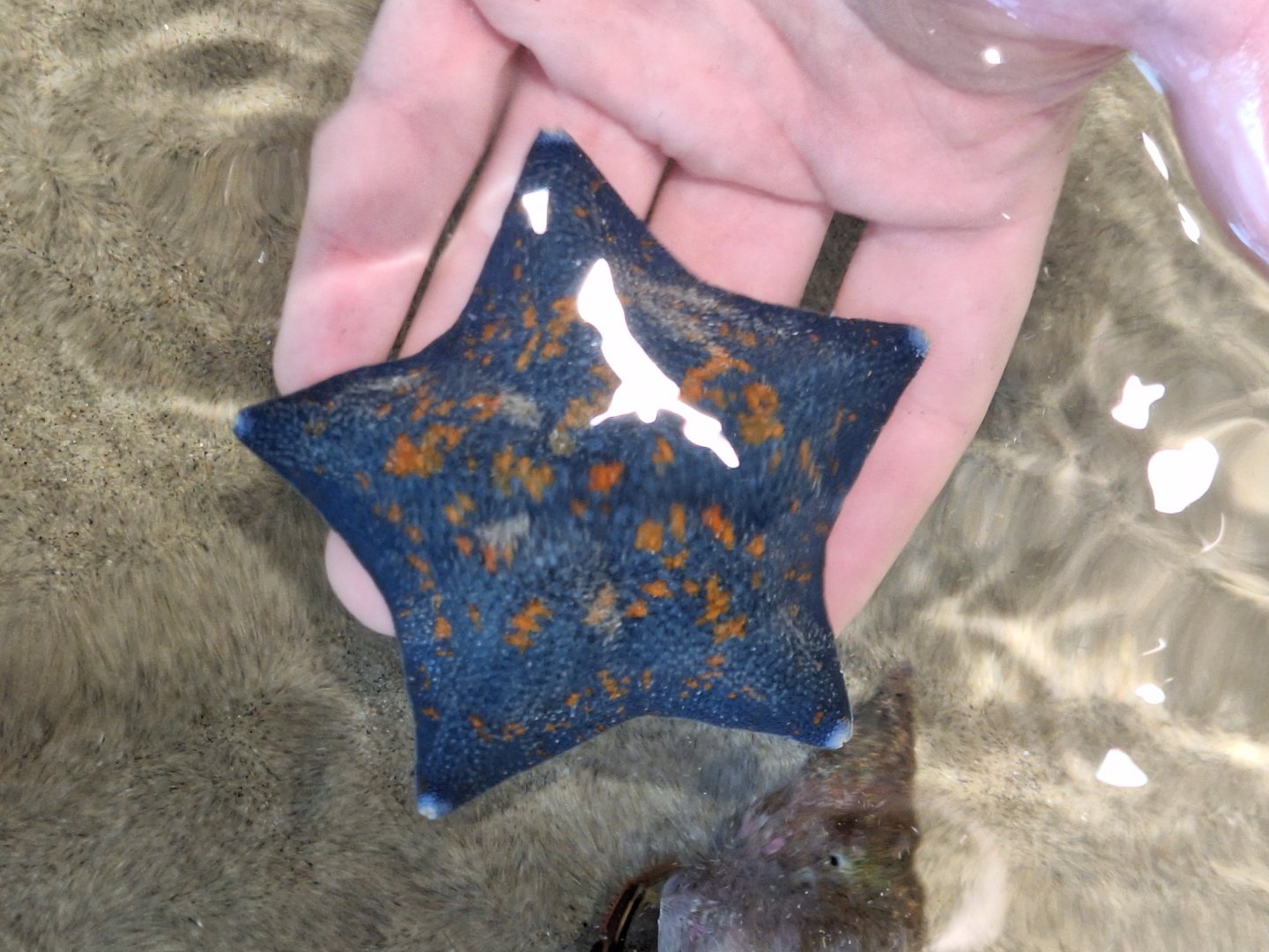 Blue Bat Star (Patiria pectinifera) - Uozu Aquarium