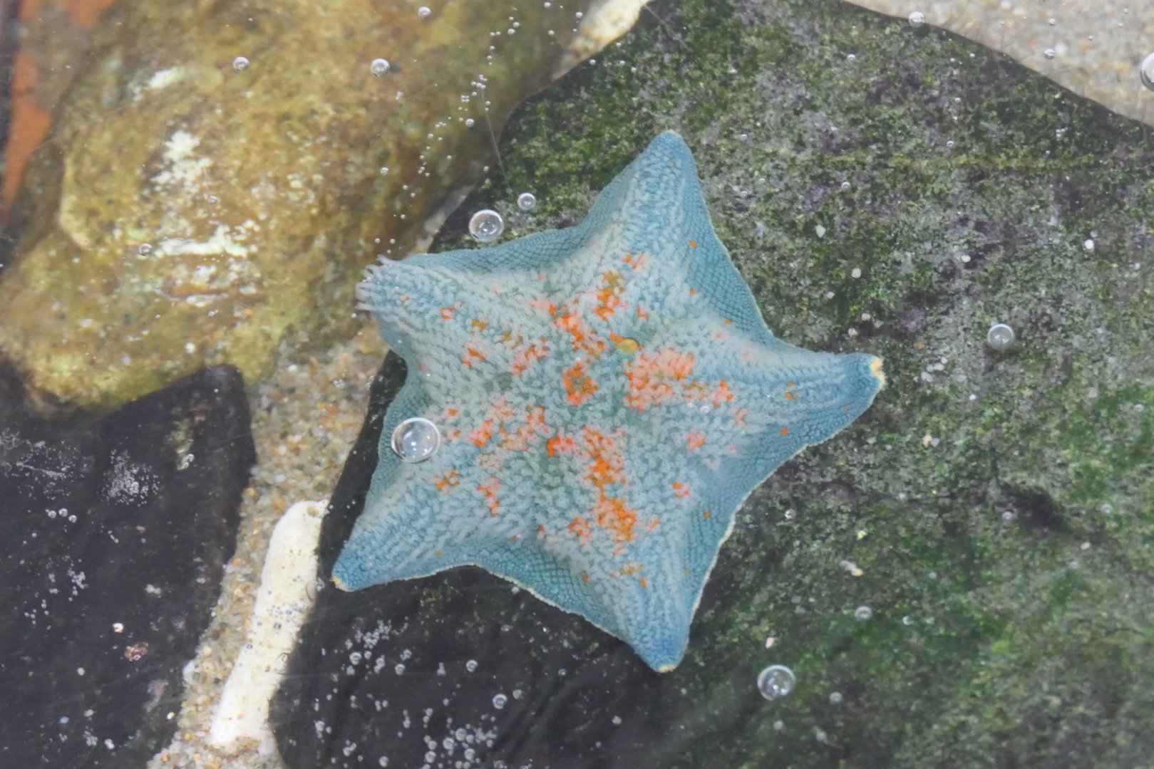 Blue Bat Star (Patiria pectinifera)
