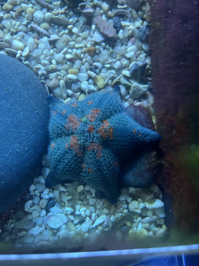 Blue bat star?