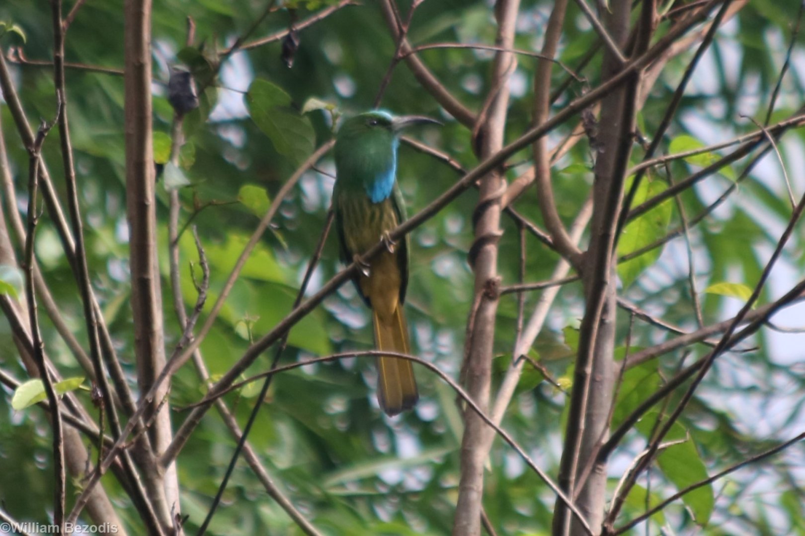 Blue-bearded Bee-eater - Cat Tien