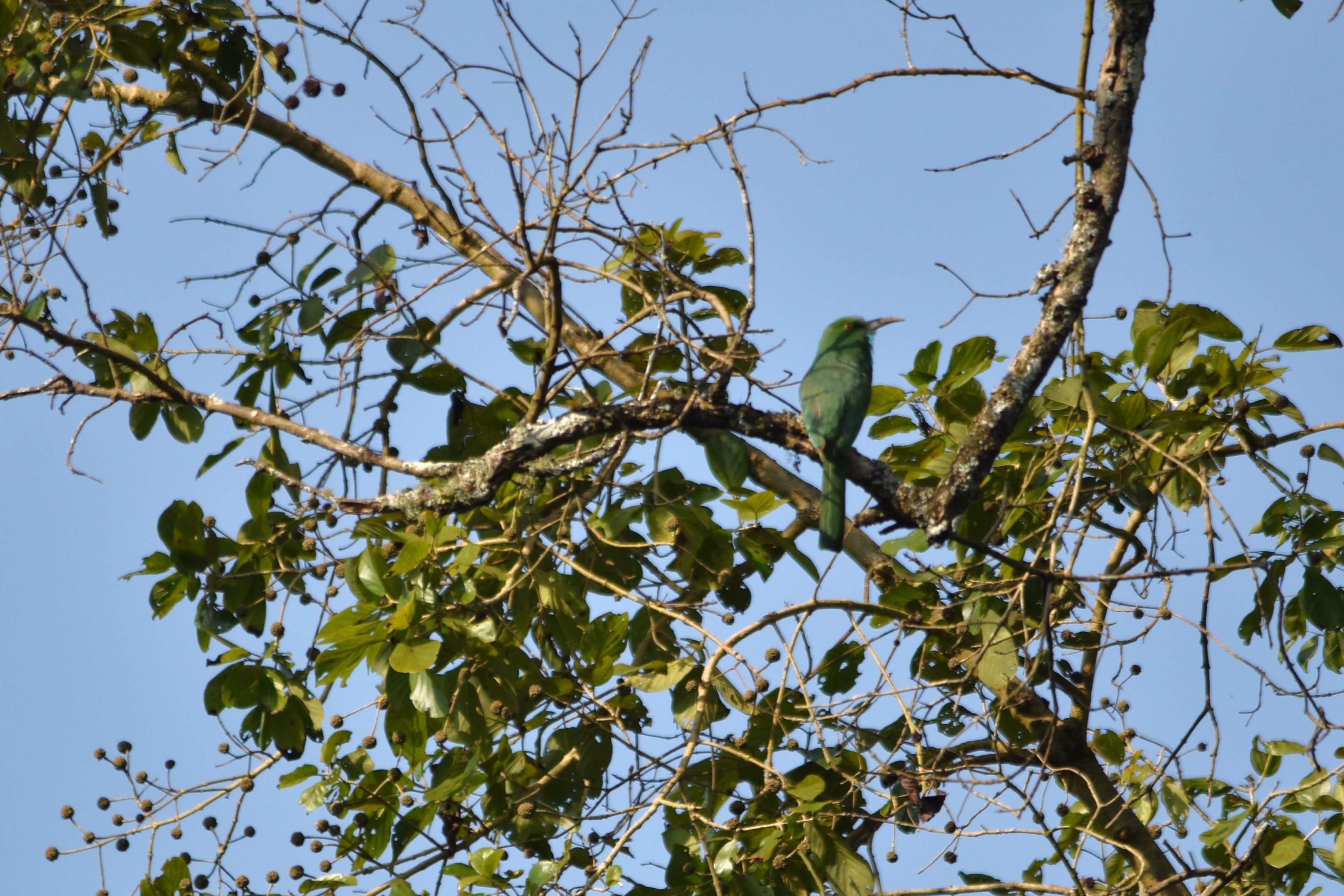 Blue-bearded Bee-eater, Nagarahole Tiger Reserve, 22nd November 2024