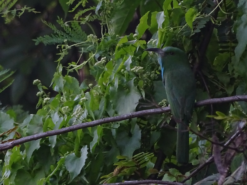 Blue-bearded Bee-eater (Nyctyornis athertoni)