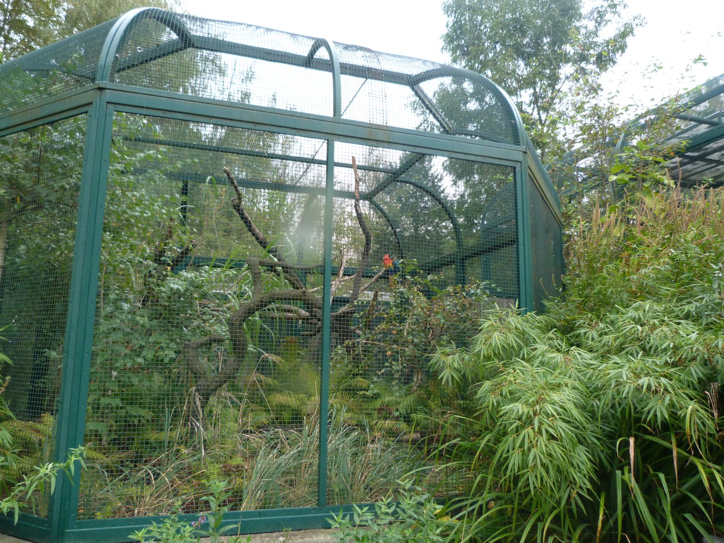Blue-bearded macaw and Scarlet macaw exhibit -Tierpark Berlin (2024)