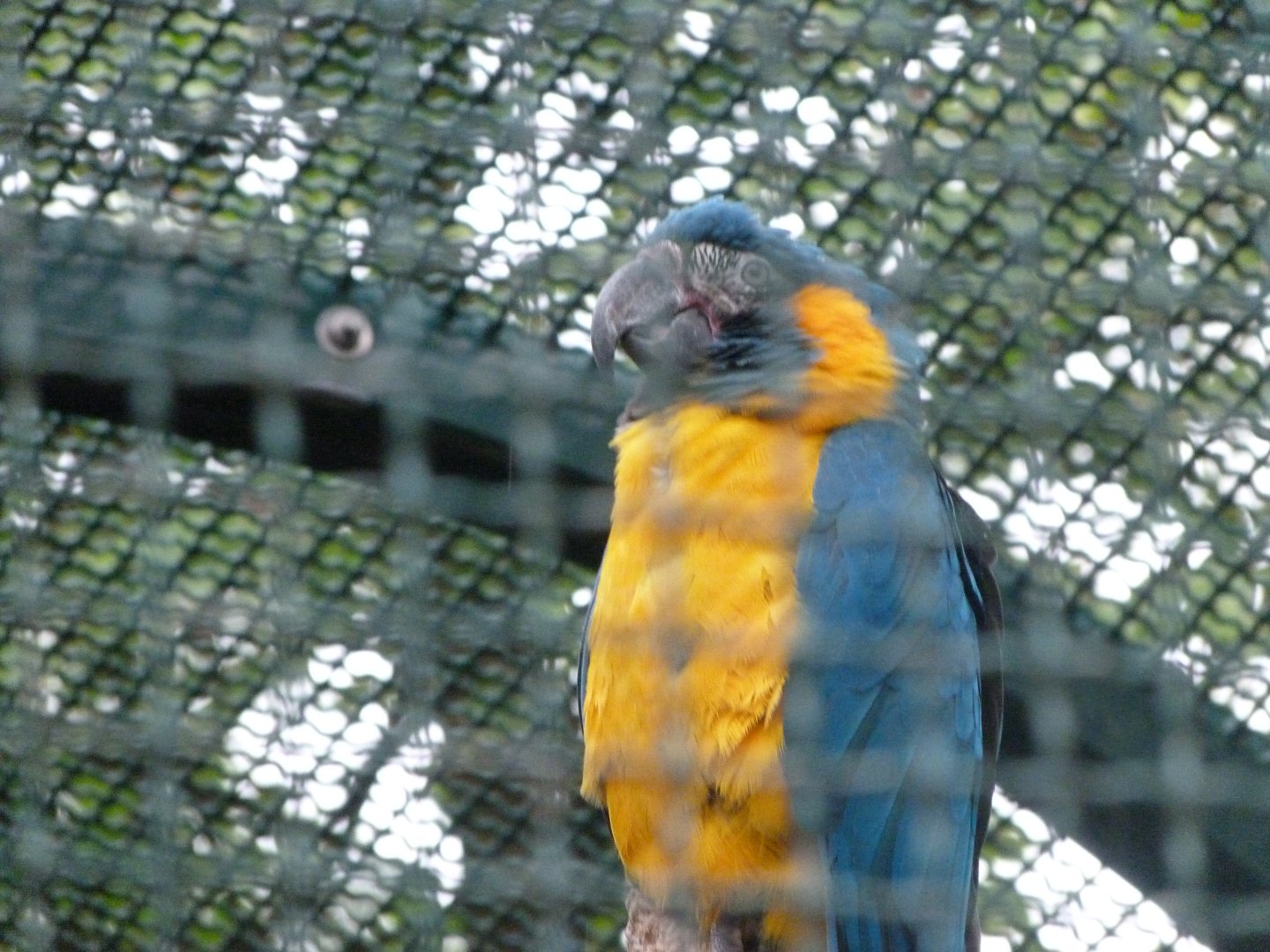 Blue-bearded macaw -Tierpark Berlin (2024)
