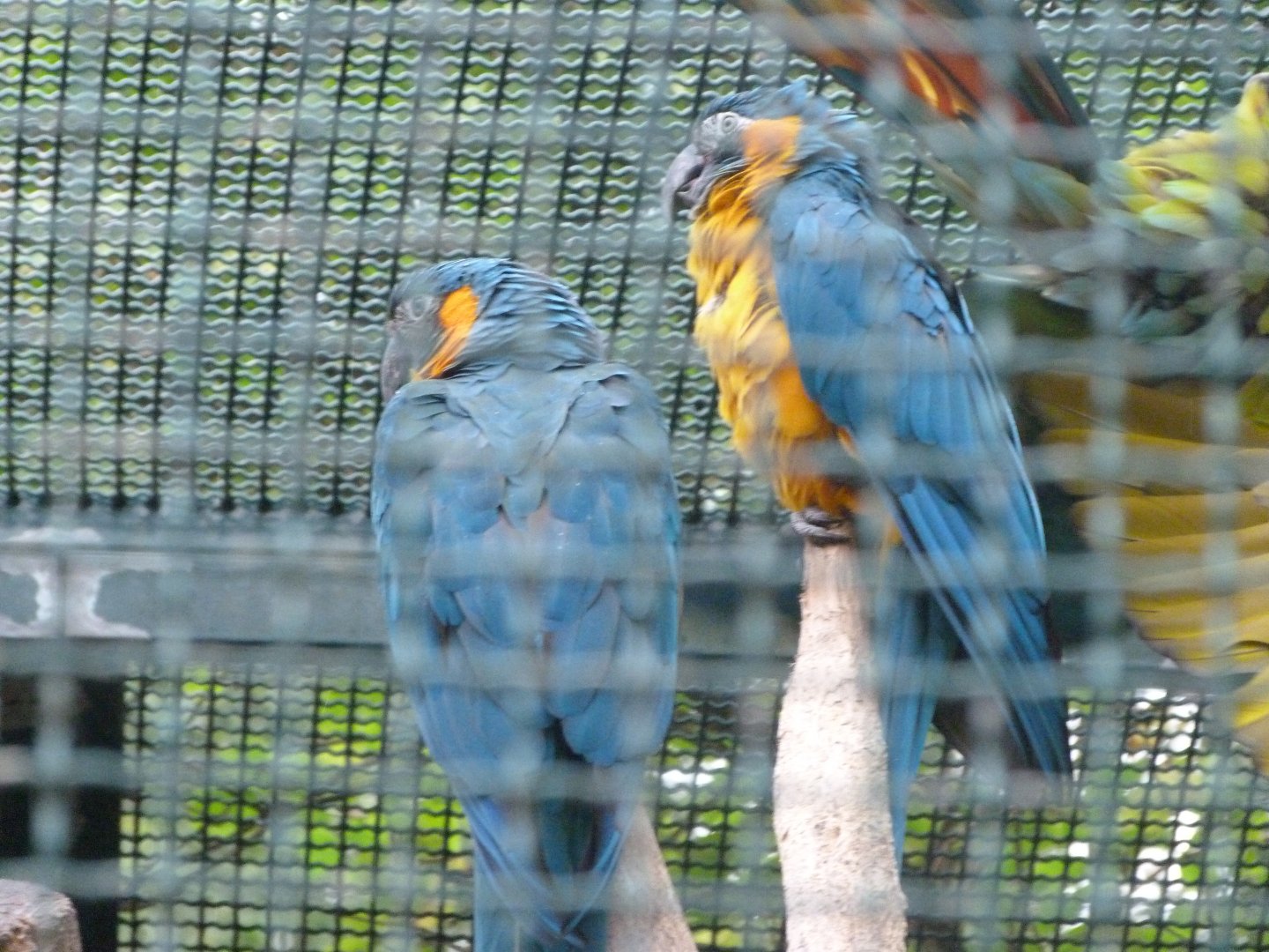 Blue-bearded macaws -Tierpark Berlin (2024)