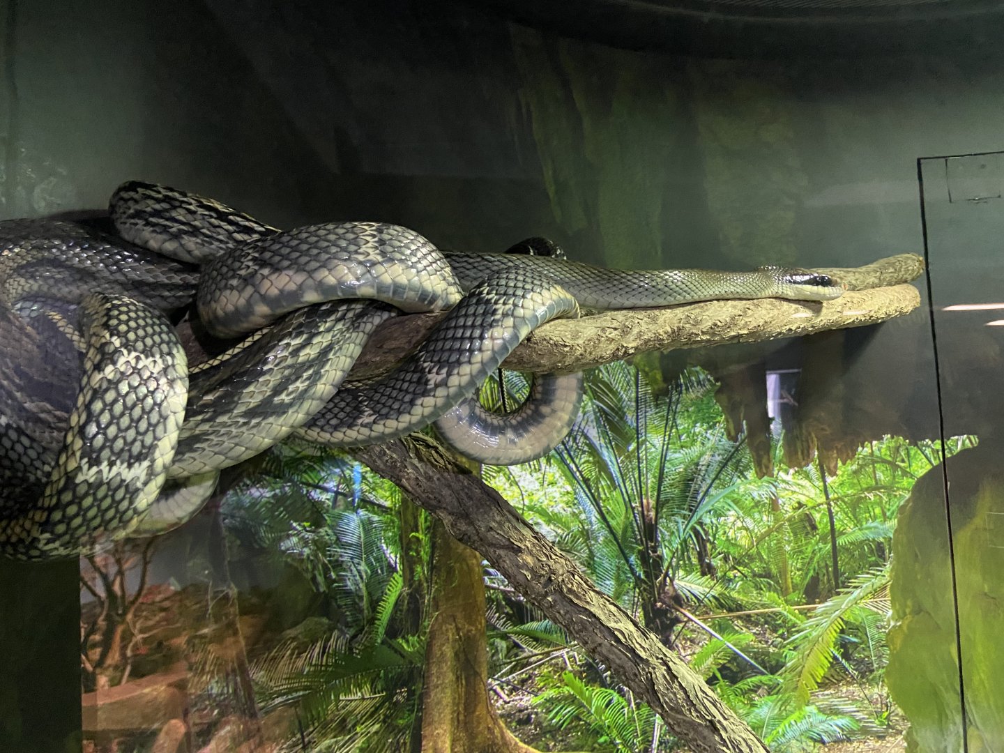 Blue Beautiful Snake (I forgot the actual species name)