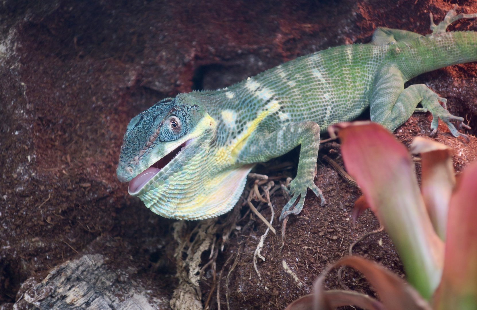 Blue Beauty Knight Anole (Anolis equestris potior) - The Gecko Gallery NYC