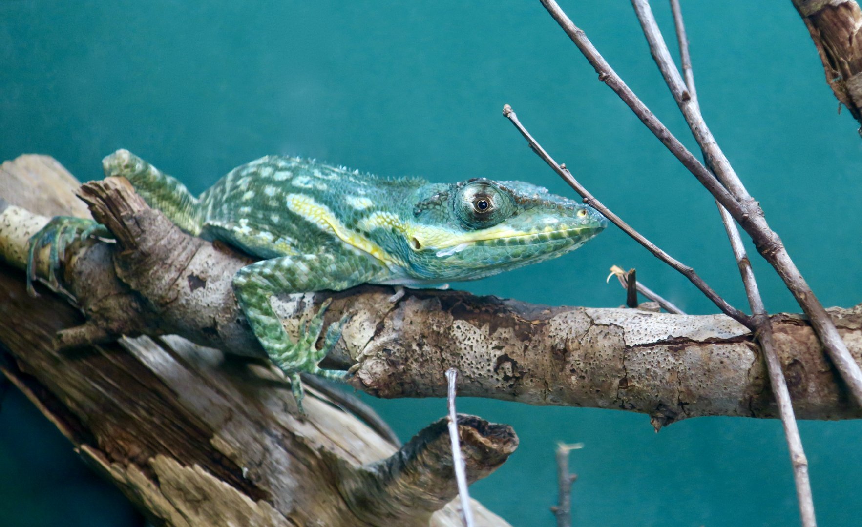 Blue Beauty Knight Anole (Anolis equestris potior)