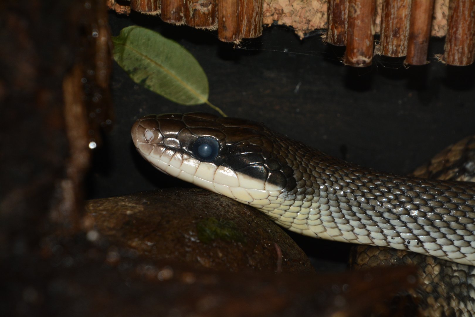 Blue beauty ratsnake (Elaphe taeniura callicyanous)