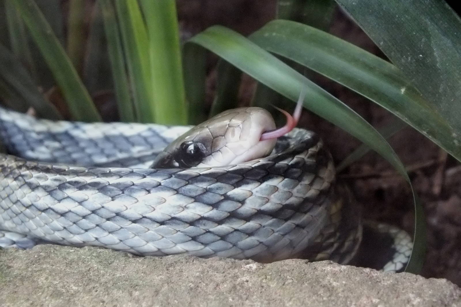 Blue Beauty Ratsnake