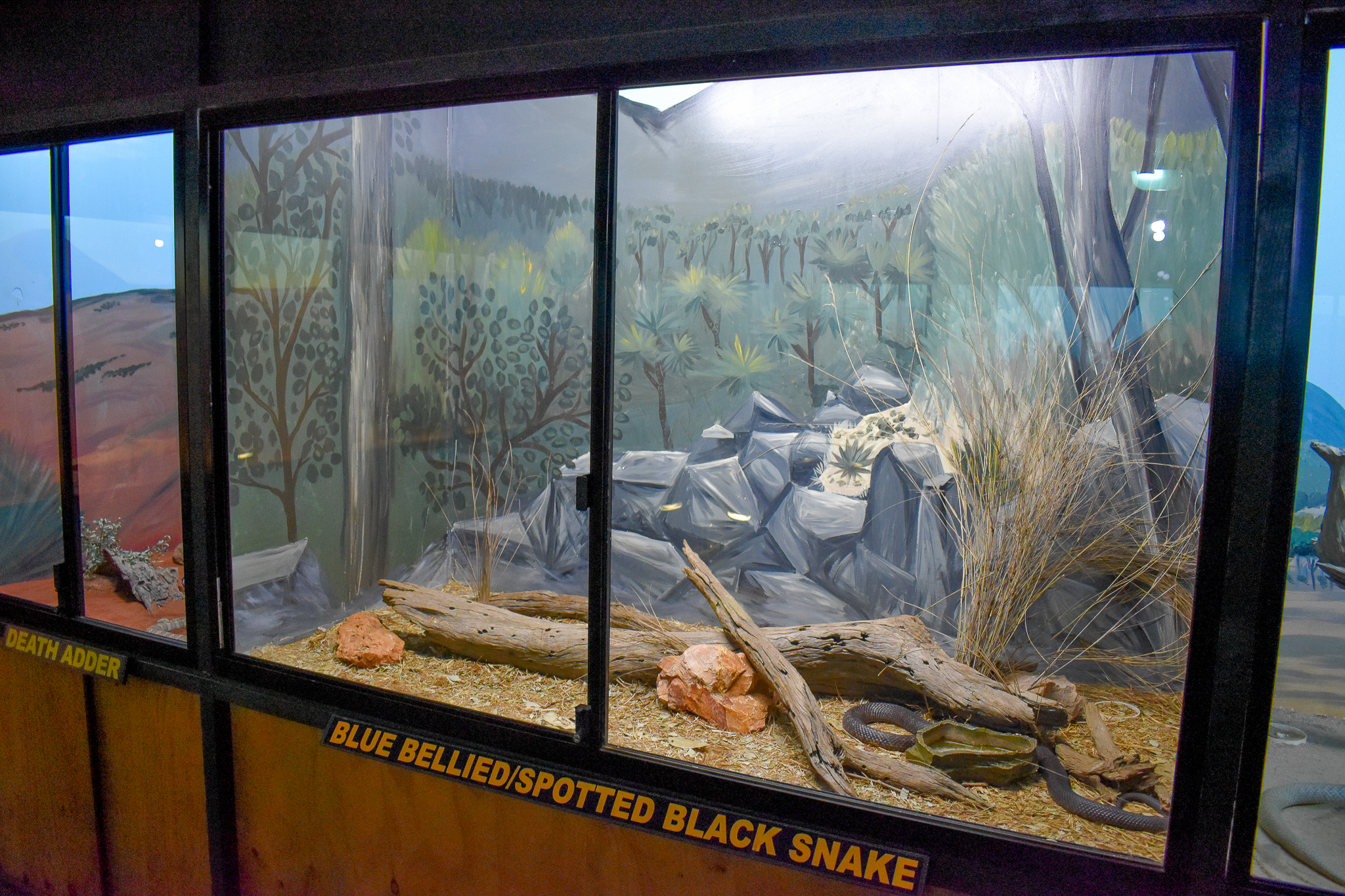 Blue-bellied Black Snake Enclosure