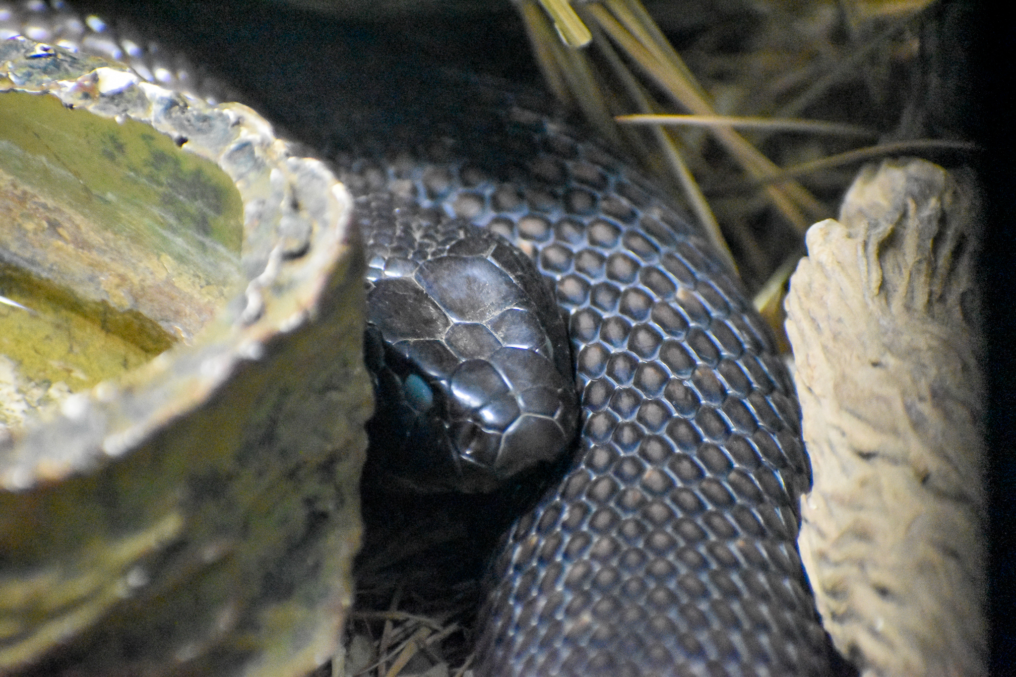 Blue-bellied Black Snake (Pseudechis guttatus)
